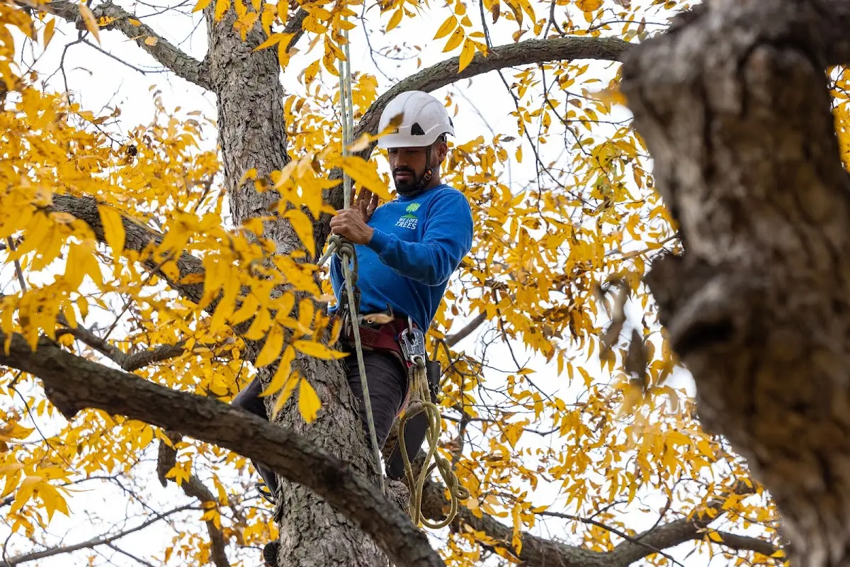 Skilled Tree Pruning crew working in Olalla